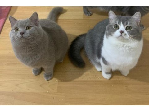 Scottish shorthair yavrumuz ömürlük yuva arıyor