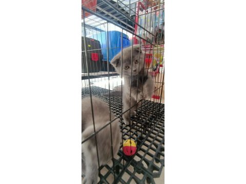 Evinize neşe katacak scottish fold