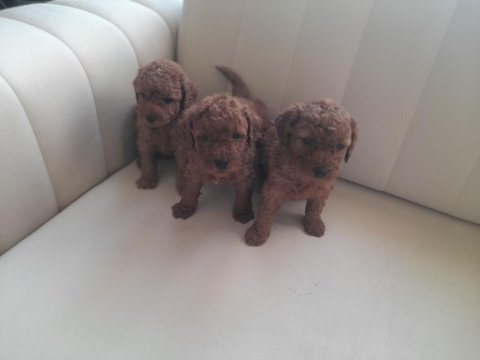 Orjinal toy poodle yavrularımız
