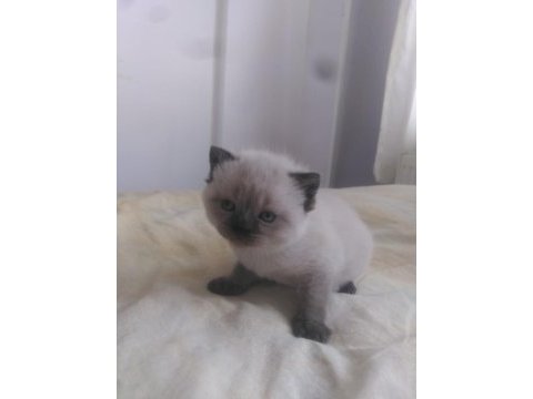 Rezerve açık yavrularımız british shorthair