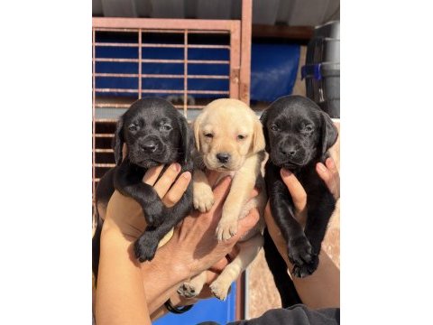 Labrador bebeklerimiz
