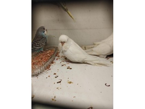 35-40 günlük alıştırmalık bebek muhabbet kuşu yavrular