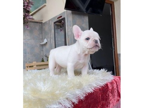 Egzotik blue french bulldog yavrularım rezerveye açık