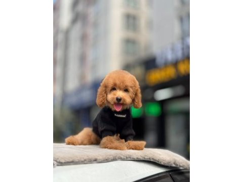 Toy poodle apricot yavrularımız