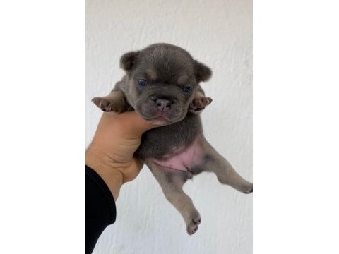 Blue dişi french bulldog yavrular