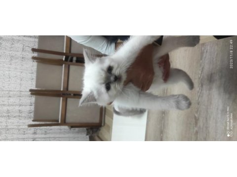 Prensesimiz dişi blue point british shorthair