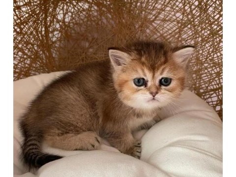 Orijinal british shorthair yavruları