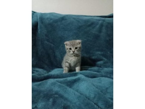 2 aylık kırık kulak scottish fold