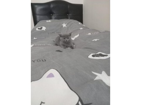 British shorthair dişi