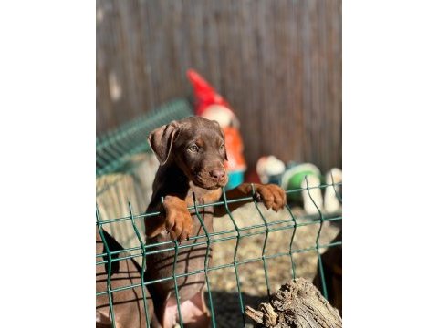Kahverengi doberman bebekleri