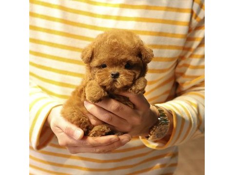 A scrli̇ ev üreti̇mi̇ toy poodle yavrularimiz kore