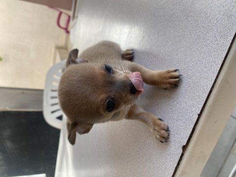 Chihuahua yavru erkek köpeğimiz