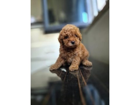 Toy poodle dişi erkek
