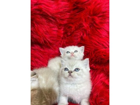British shorthair yavru kedimiz yeni yuvasını arıyor