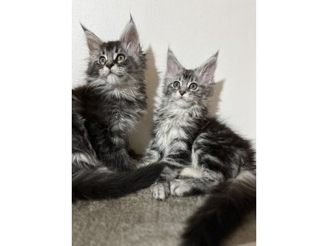 Gerçek şampiyon ve tr birinci baba nın maine coon çocukları