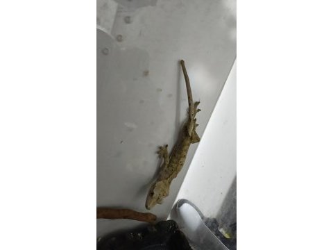 Yetişkin erkek crested gecko ve 40x40x60 teraryum