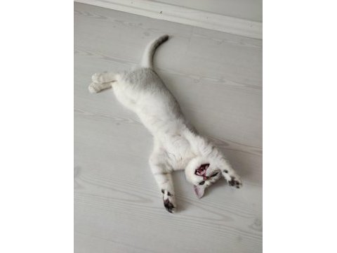 5 aylık yavru british shorthair
