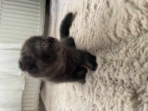 Çankaya erkek scottish fold yavru
