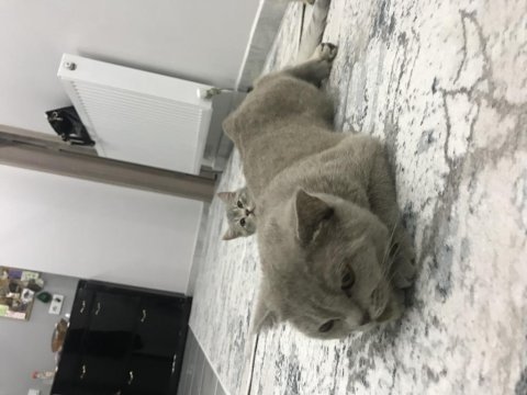 Oldukça uysal scottish fold kızandadır