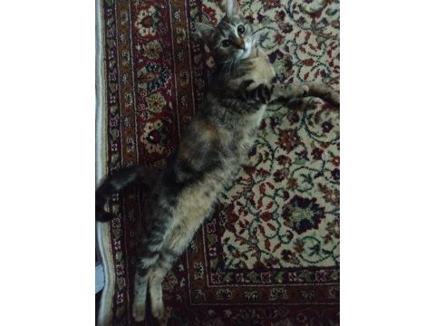 10 aylık tekir kedimiz