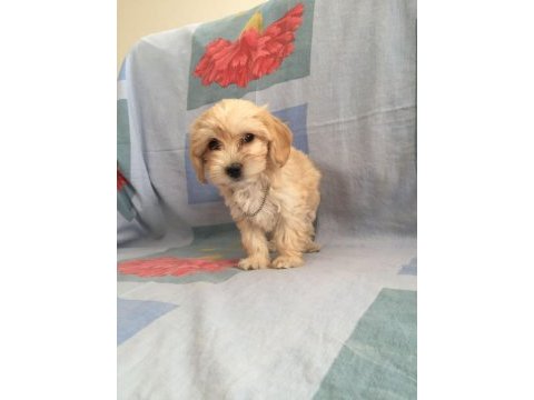 Maltipoo can dostlar