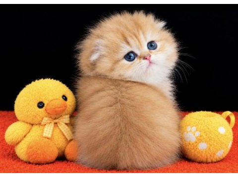 Highland scottish fold golden dişi