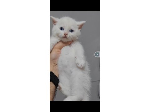 British shorthair kedimiz