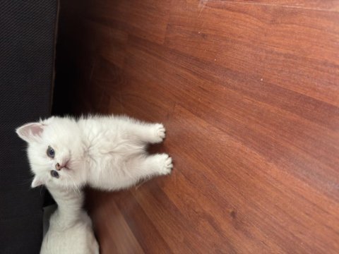 British shorthair silver