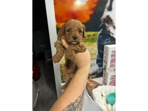 Oyuncak gibi poodle bebeklerimiz
