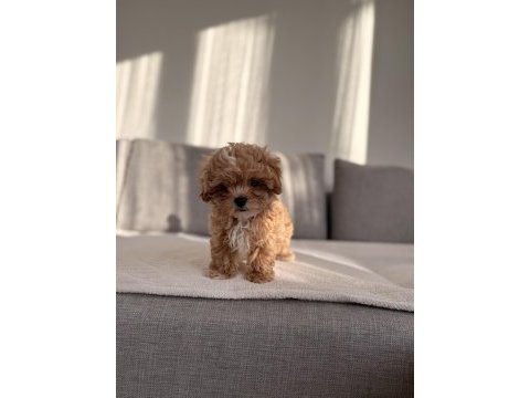 Irkının en kaliteli yavrusu ev doğumlu poodle bebeğim