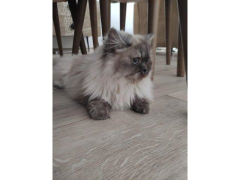Bluepoint british longhair dişi