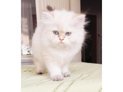British longhair bebekler