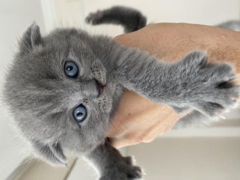 Scottish fold yavrular