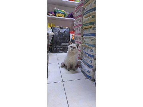 Blue point dişi british shorthair