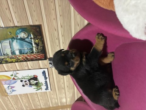 Rottweiler köpeği
