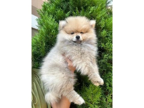 Pomeranian boo ayı surat