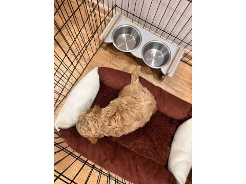2 aylık toy poodle
