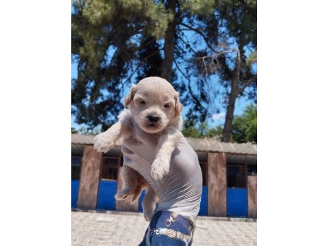 Maltipoo yavrular çiftlikten