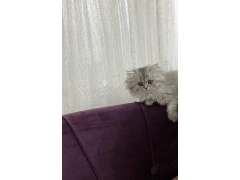 Gri ve beyaz tüylü erkek chinchilla