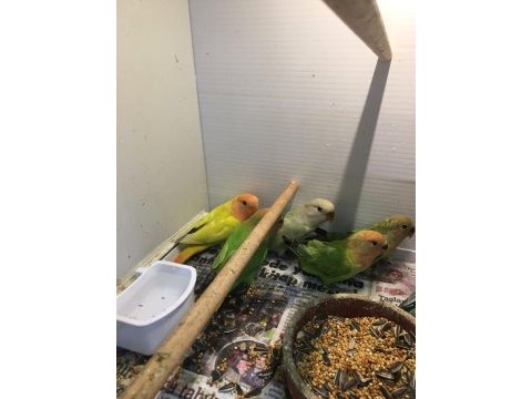 Sevda (cennet) papağanları