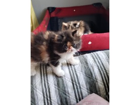 Exotic shorthair tüm türkiye geneli gönderim mevcut