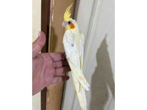 49 günlük lutino bebek sultan papağanı