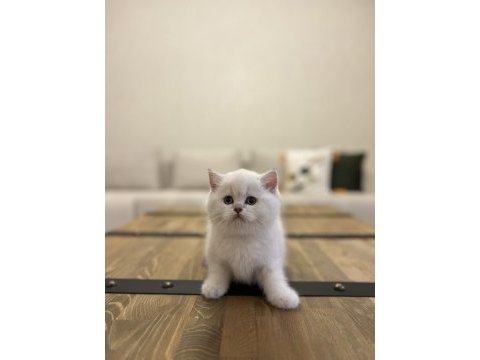 Brıtısh shorthair sılver yavrularım 