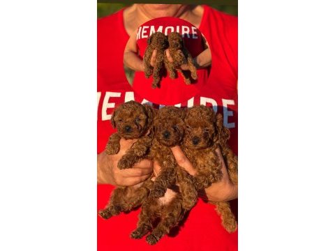 Aşılı çiş eğitimli toy poodle bebekler