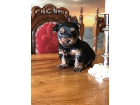 Ankaranın en güzel tea cup yorkshire terrier leri