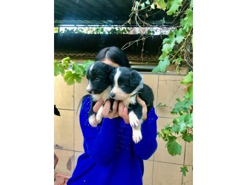 Zeka küpü border collie yavrularım