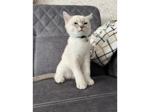 Dişi ve erkek iki british shorthair yavru sahibini bekliyor