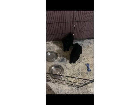 Kıvır kıvır toy poddle