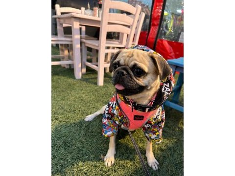 Dişi pug 1 yaşında köpeğimiz