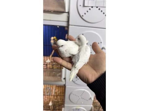 Yeni yeme düşmüş alıştırmalık iri çek muhabbet yavrular
